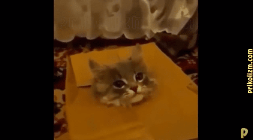 Лучшие приколы лета с котами. Попробуйте не рассмеяться!