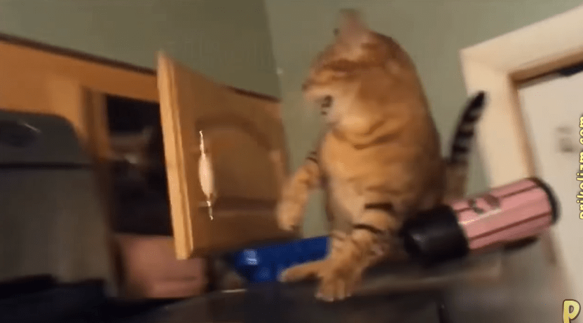 Лучшие приколы лета с котами. Попробуйте не рассмеяться!
