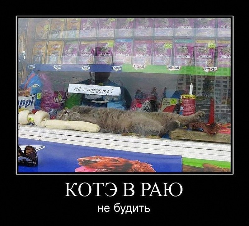 Я смеялся до слез от ответа