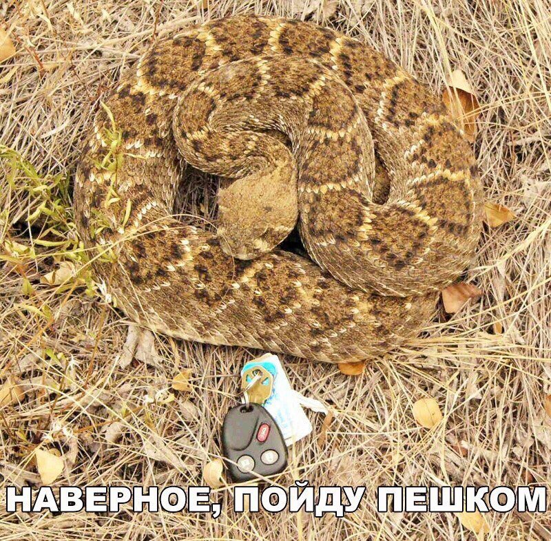 Убойный юмор!