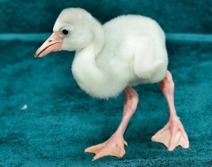 Угадайте, чьи это птенцы?