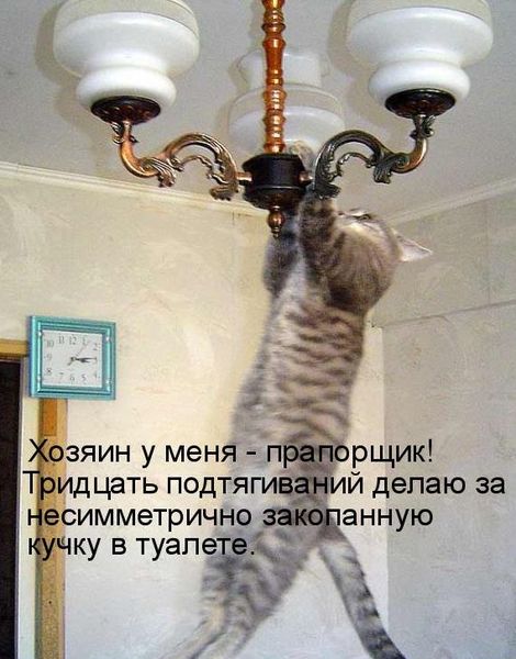 Решил, значит, мужик медведя проучить на рыбалке...