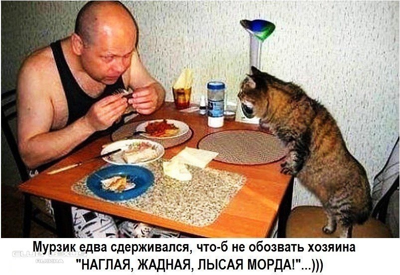Смешная история про полосатого добытчика))