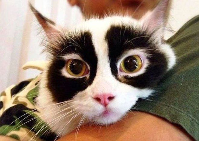 20 котов с самой необычной окраской шерсти