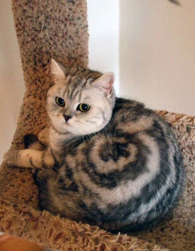 20 котов с самой необычной окраской шерсти