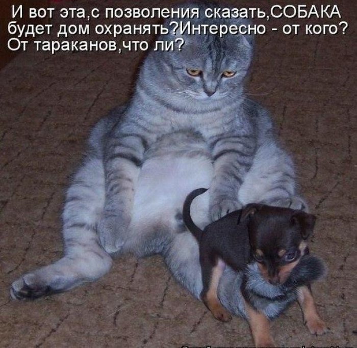 Смешная история про полосатого добытчика))