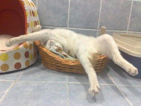 Видео на 7 секунд, а смеяться будете пол часа!))