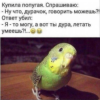 Лучшие анекдоты