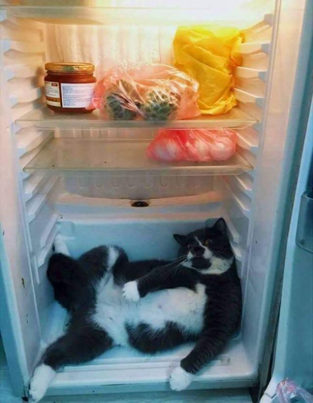 Животные, которых застали на месте преступления