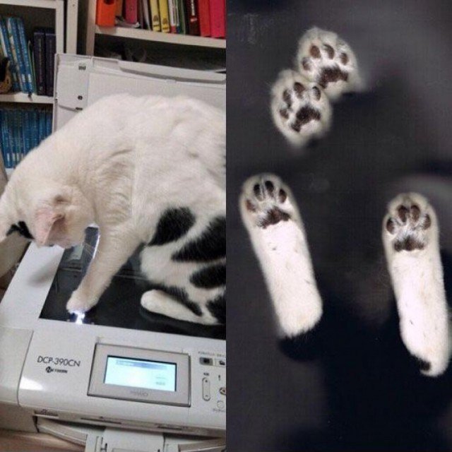 Животные, которых застали на месте преступления