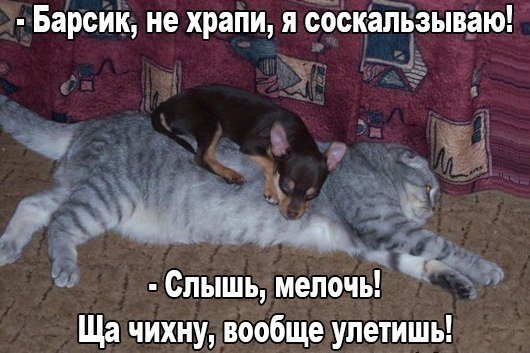 Анекдоты дня