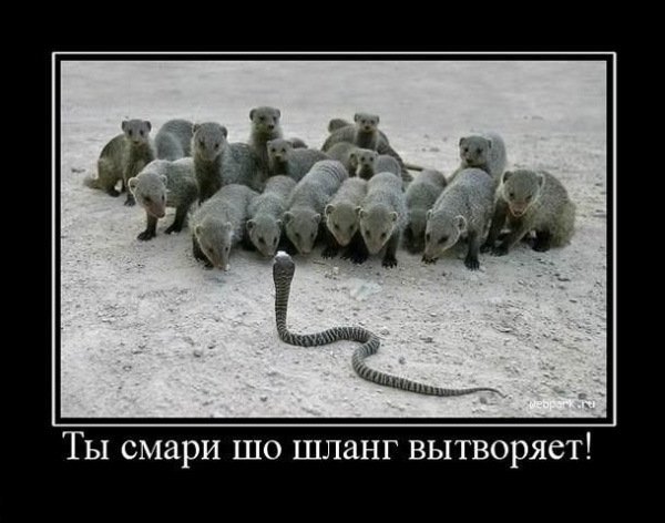 Подборка юмора