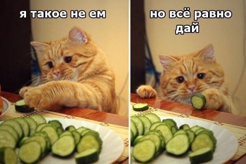 Анекдоты дня