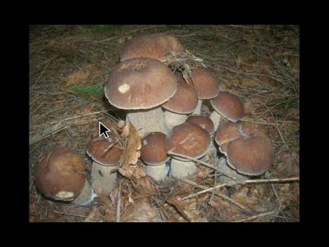 Как вырастить много белых грибов дома на подоконнике