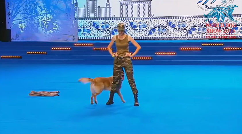Не реально умная собака. Это просто чудо