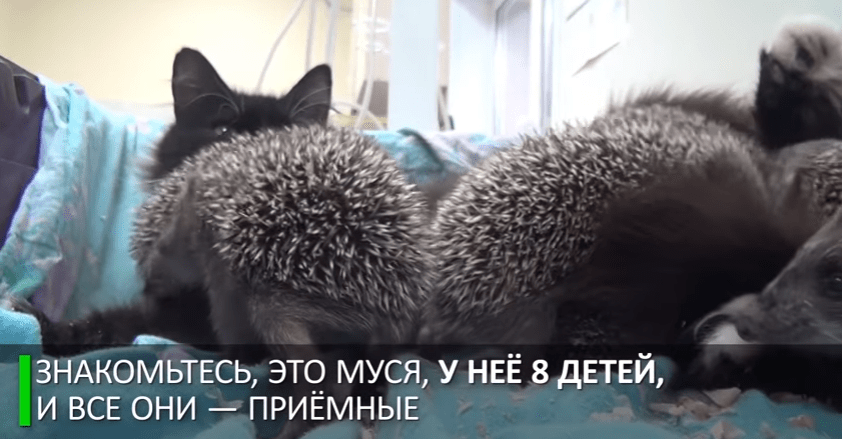 Мама Муся: кошка усыновила восьмерых ёжиков-сирот