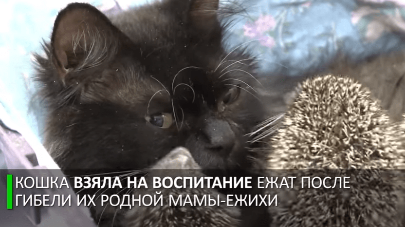 Мама Муся: кошка усыновила восьмерых ёжиков-сирот