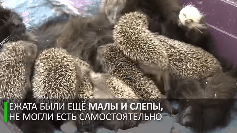 Мама Муся: кошка усыновила восьмерых ёжиков-сирот