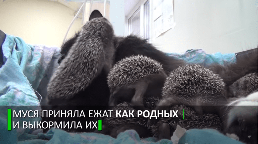 Мама Муся: кошка усыновила восьмерых ёжиков-сирот