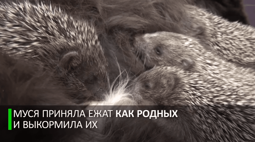Мама Муся: кошка усыновила восьмерых ёжиков-сирот