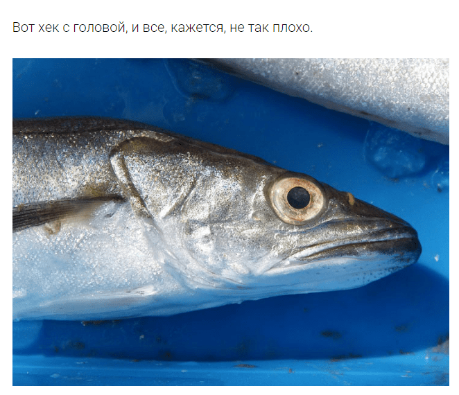 Почему хек продают без головы?