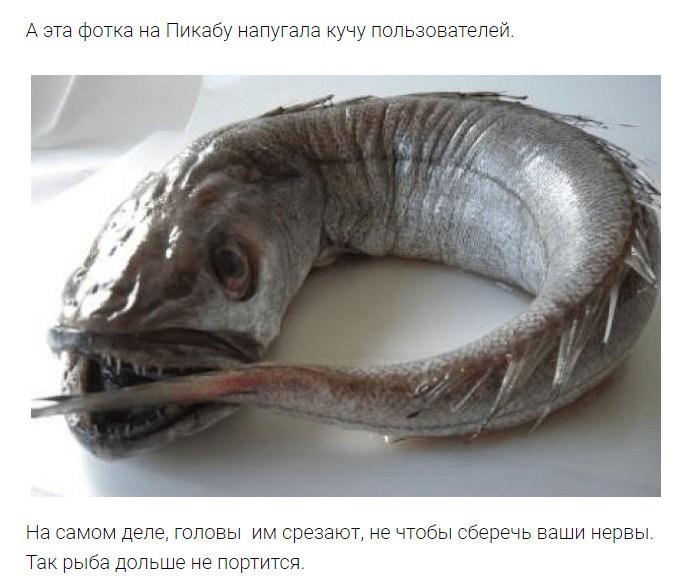 Почему хек продают без головы?