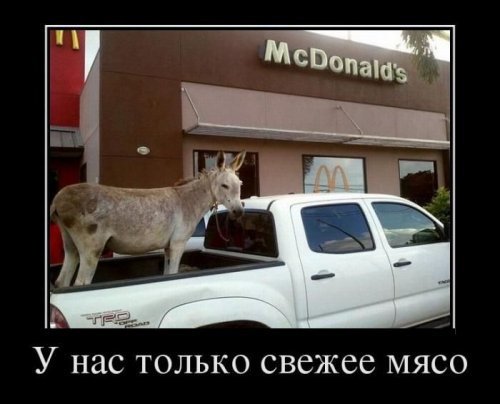 Анекдоты дня