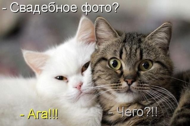 Анекдоты дня