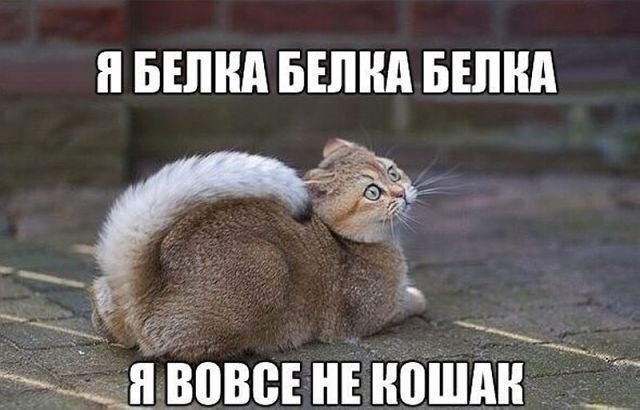 Анекдоты дня