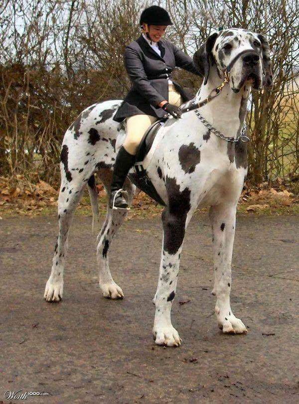 Анекдоты дня
