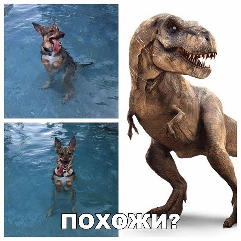 Анекдоты дня