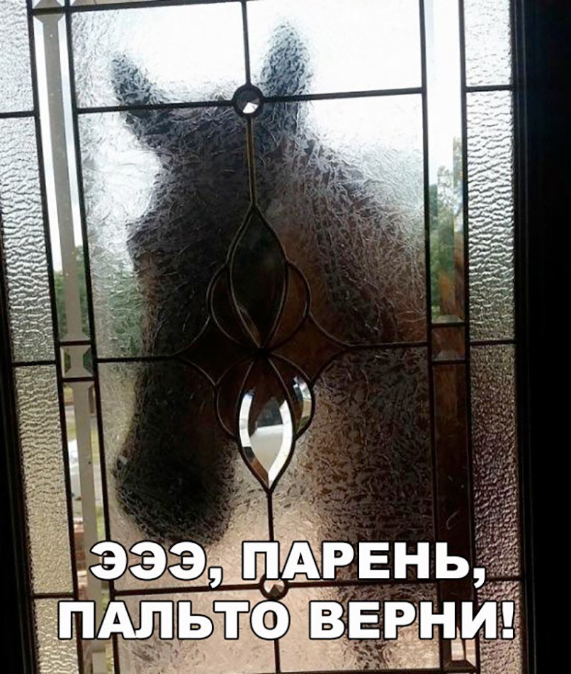 Анекдоты дня