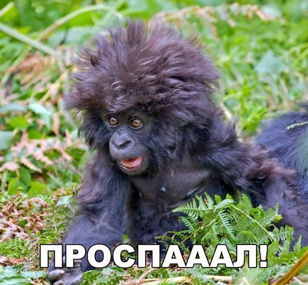 Анекдоты дня