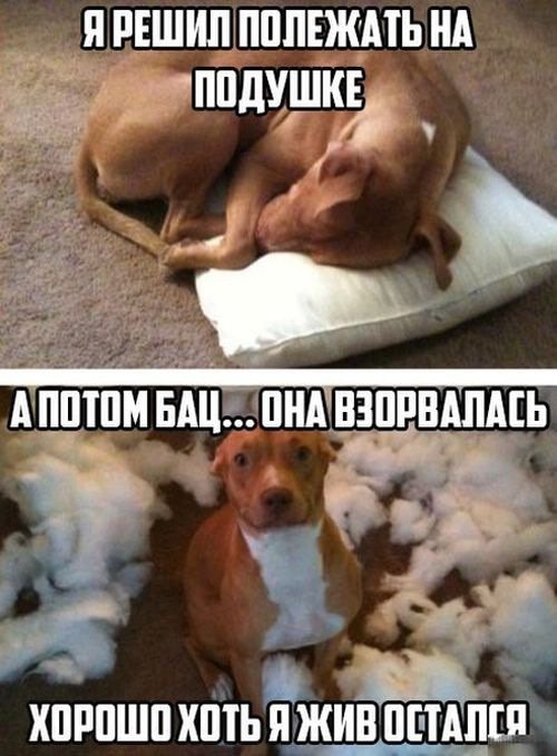 Анекдоты дня