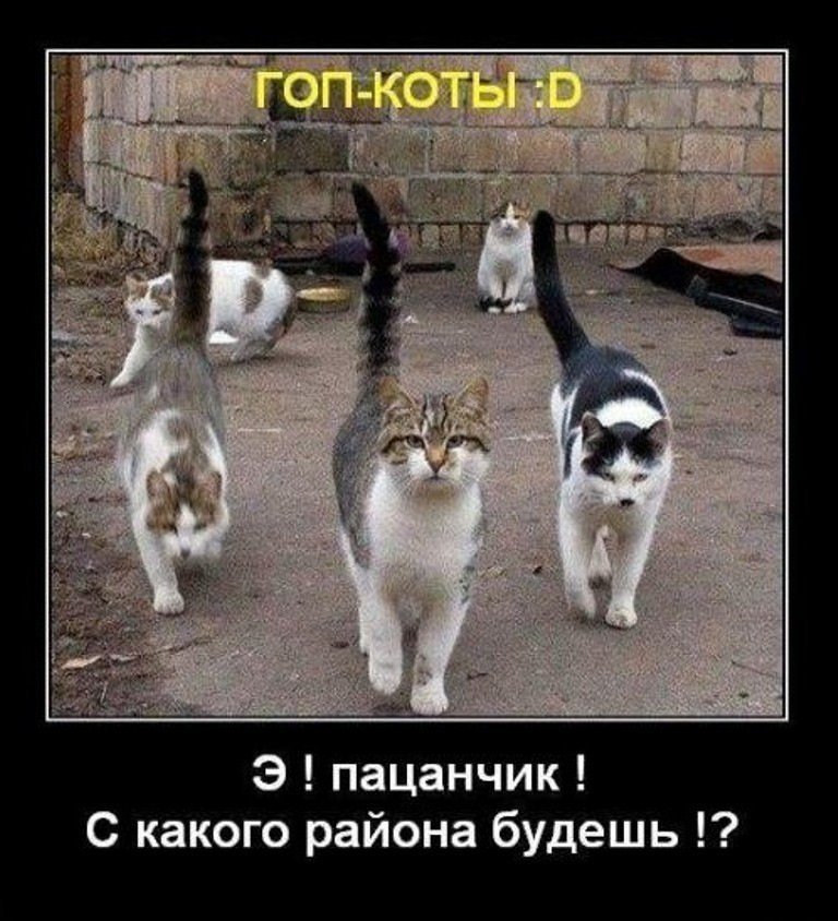 Анекдоты дня