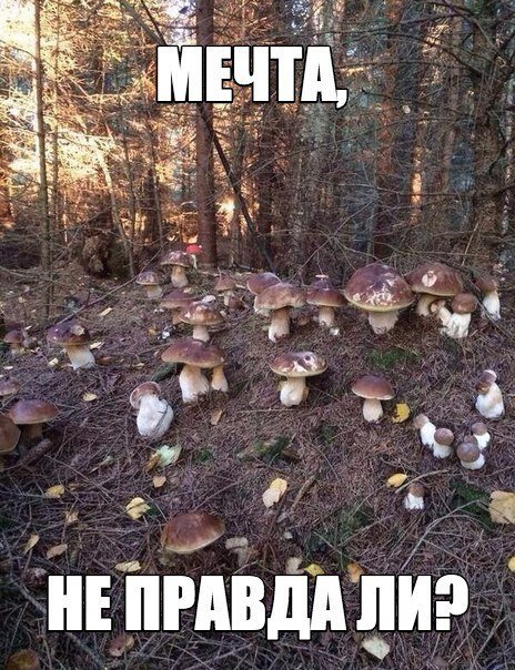 Анекдоты дня