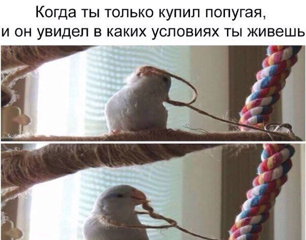 Я смеялся до слез!