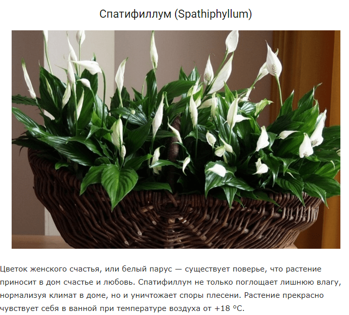 5 растений для идеального микроклимата дома