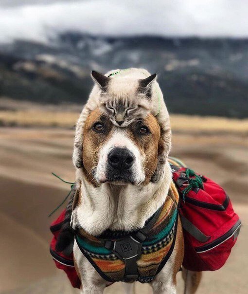 Отличные анекдоты