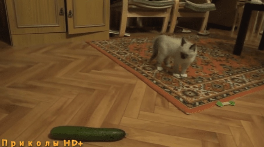 Как коты боятся огурцов