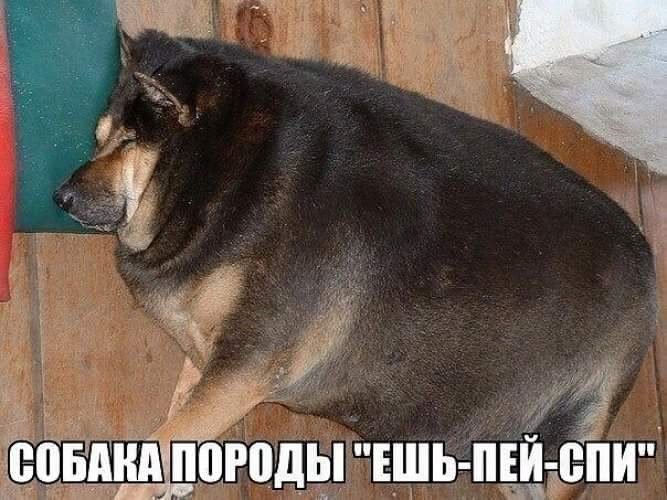 Анекдоты