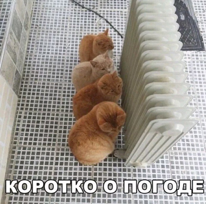 Порция отменного юмора
