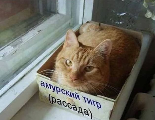 Порция отменного юмора