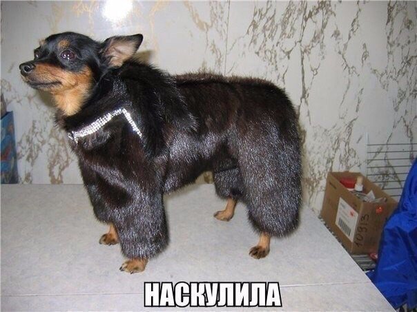 Отличные анекдоты