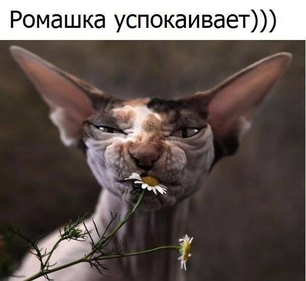 Анекдот про находчивость