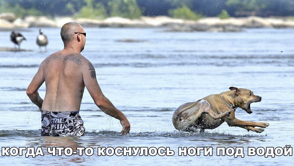 Анекдот про поход в ресторан