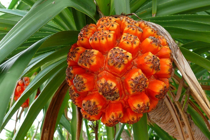 10 невероятных фруктов, которые заставят вас краснеть… И эта фантастика действительно существует в природе!