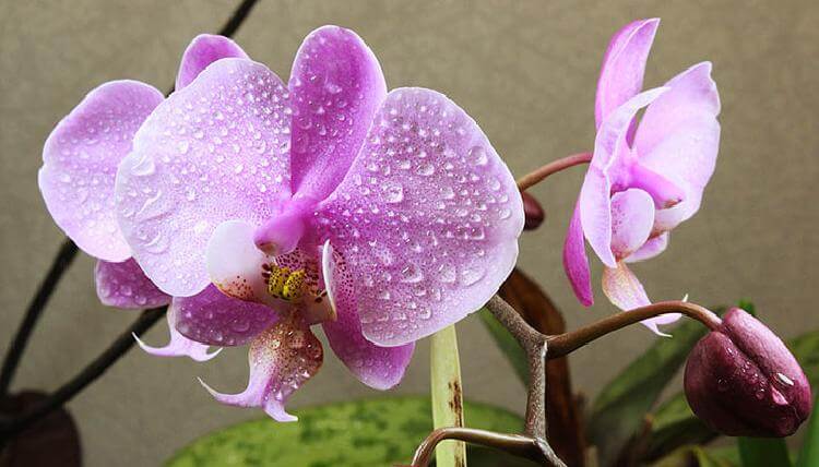 9 важных правил по уходу за орхидеей, гарантирующих буйный цвет на протяжении всего года