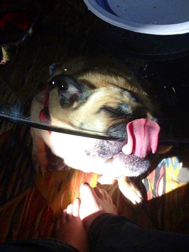 22 самых смешных фото с собаками, которые выпрашивают еду – эти взгляды нужно видеть