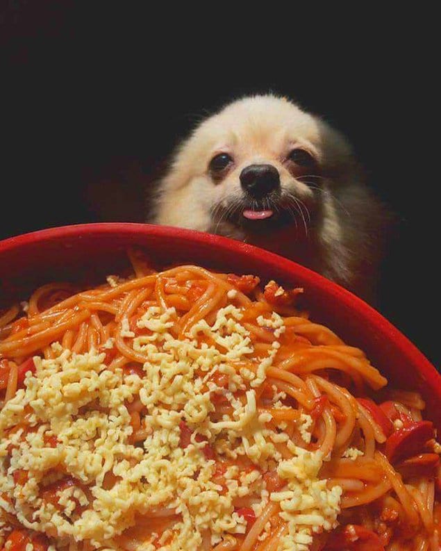 22 самых смешных фото с собаками, которые выпрашивают еду – эти взгляды нужно видеть